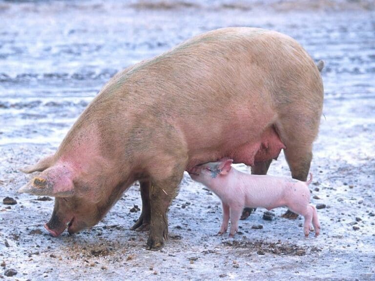 Schweinepest-Gefahr in Niederösterreich — Bild: Scott Bauer, USDA / Wikimedia (PD)