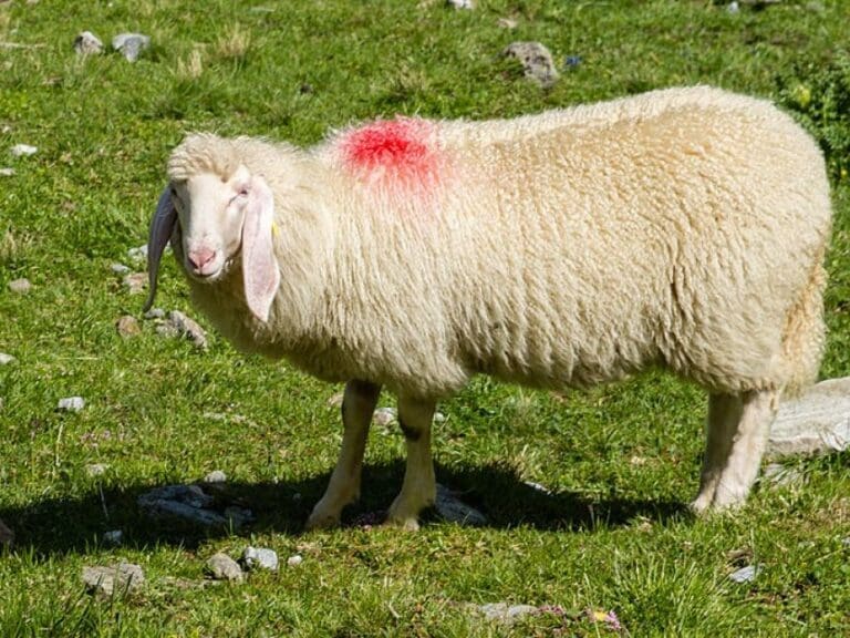 Tierquälerei:  Moslems wegen illegaler Schächtung von 80 Schafen vor Grazer Gericht — Bild: Friedrich Haag / Wikimedia(CC-BY-3.0)