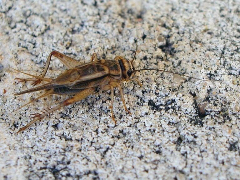 Investoren setzen auf Insekten-Ernährung — Bild: Luis Fernández García / Wikimedia (CC-BY-SA-2.1-ES)