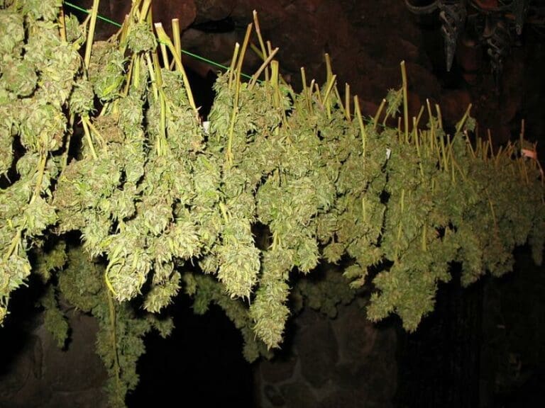 Tirol als Drogen-Dorado der Alpen — Bild: Cannabis Training University / Wikimedia  (CC-BY-SA-3.0)
