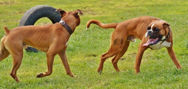 Weil Hund spielte: Serbe schlug Seniorin nieder — Bild: pxhere (CC0 1.0)