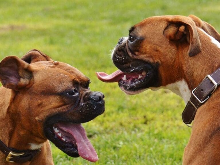 Tierarzt-Dealer missbrauchte Hunde — Bild: Alexas_Fotos / pixabay.com