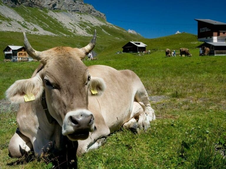 Bio-Bauern: Rupprechter predigt alte FPÖ-Ideen — Bild: Ikiwaner / wikipedia.org (CC BY-SA 3.0)