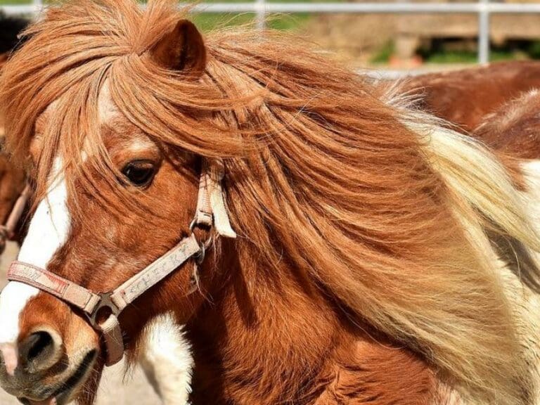 Syrer vergewaltigte Pony auf Kinderbauernhof — Bild: Alexas_Fotos / Pixabay.com