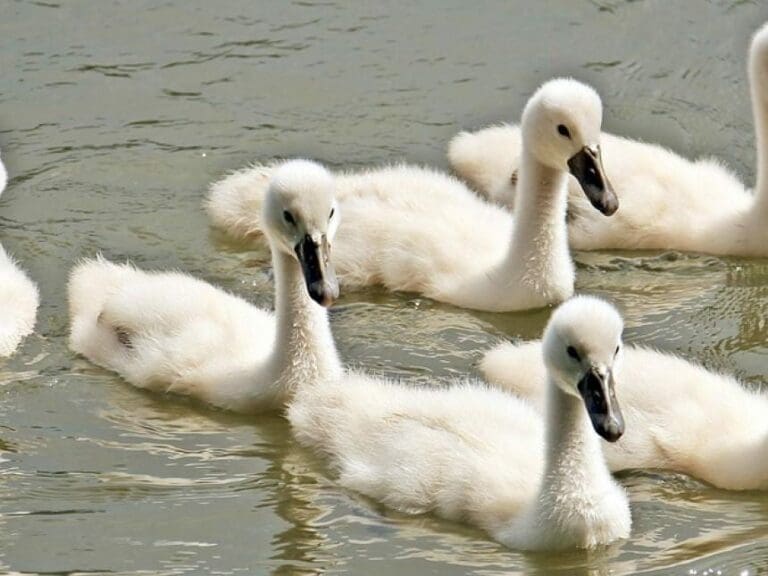 Nafris: "Wollen Schwan schlachten" - Tier geköpft — Bild: sylvia & frank / pixabay.com