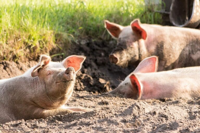Keine Zulassung für Fleisch „ohne Schweine“ — Michael Strobel auf Pixabay