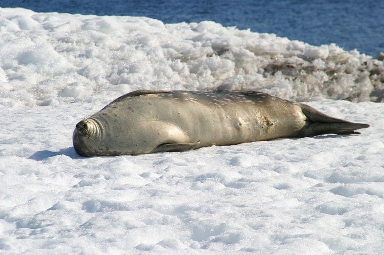 Neue Studie warnt vor Klimawandel – aber in Richtung Eiszeit — W. Bulach / Wikimedia (CC BY-SA 4.0)