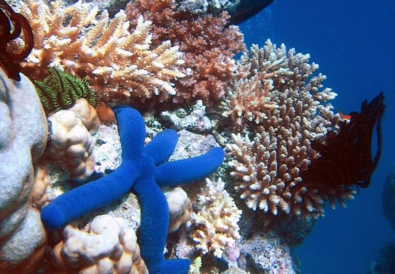 Great Barrier Reef verblüfft mit Erholung — Richard Ling / Wikimedia (CC BY-SA 3.0 Deed)